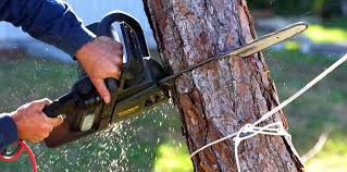 Best Commercial Tree Services  in Coleman, TX