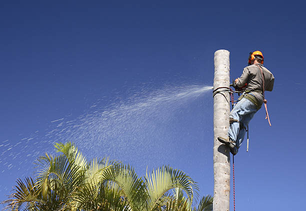  Coleman, TX Tree Care Pros