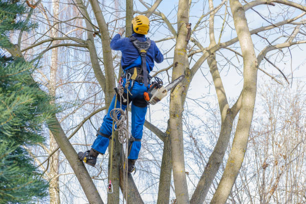 Reliable Coleman, TX Tree Care Solutions