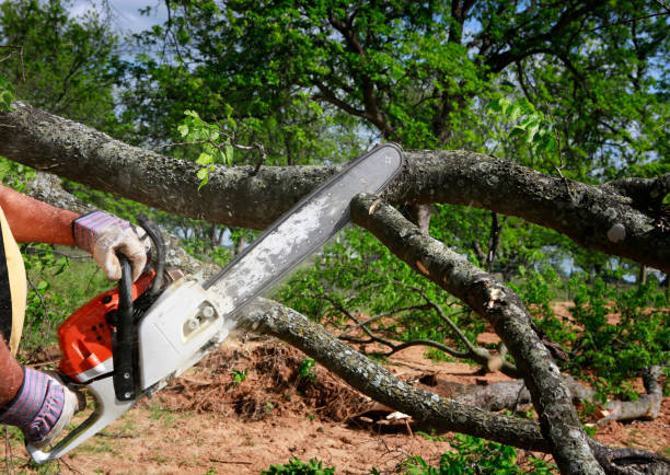 Best Arborist Consultation Services  in Coleman, TX